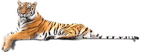 tiger lounging